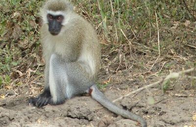 Singes - Afrique de l'Est