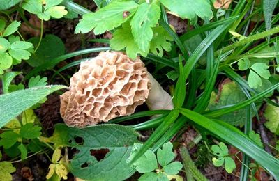 Saison des champignons 2025 : les morilles s'accrochent à la vie...