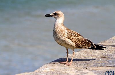 Une petite pause , le goeland