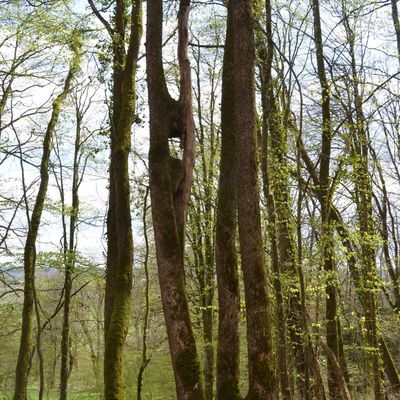 Promenade "au petit côté" pour cet hiver