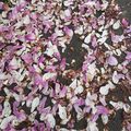 Voici des fruits, des fleurs, des feuilles et des branches