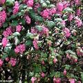 Arbuste fleuri sous la neige des giboulées printanières