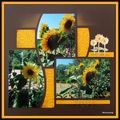 Jardin de Mimou - Tournesols