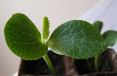 Au printemps, on plante à La Pommeraie