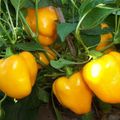 Tomates farcies végétariennes à la Sybellule