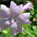 La Mauve proche cousine des lavatères...