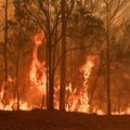 Incendies en Australie