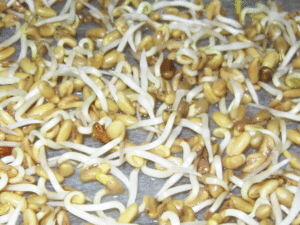 Germination en cours...2