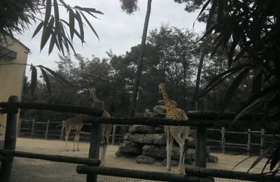 Histoire d'une chacale qui voudrait bien devenir une girafe 