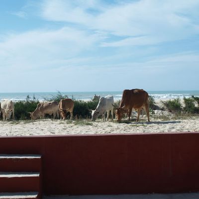 Saint Louis Suite et Fin