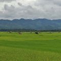 Laos : rizières du Nord et leurs éthnies, et les cascades du Centre !