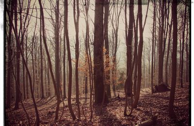 La forêt...encore et toujours !