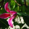 Clematis 'Princess Diana'