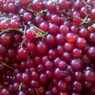 Tarte meringuée aux groseilles (Margaret)