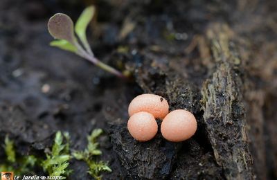 Ces pseudo-champignons sont en fait des myxomycètes