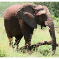 Réserve de Mkhaya, les éléphants