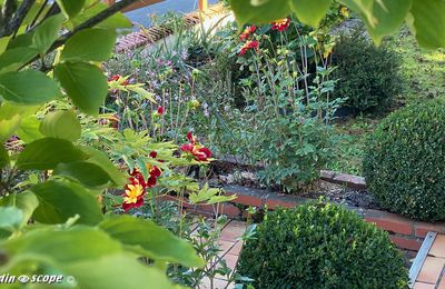 Les fleurs des derniers jours d'été dans mon jardin