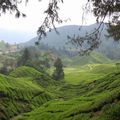 04- Cameron Highlands