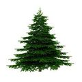 VENTE DE SAPINS DE NOEL