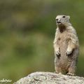 Marmotte 