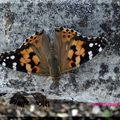 Dans le jardin......voila les beaux papillons!