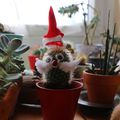 Cactus de Noël