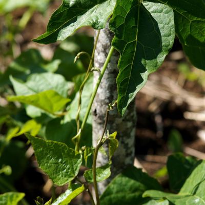 Visite des Jardins du Lachat