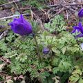 ANEMONES DE CAEN