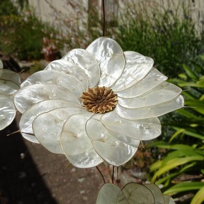 Fleurs de pavot-lunaire 