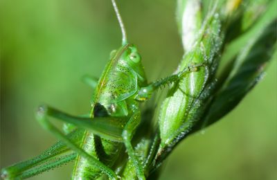 Morceaux de vert ....