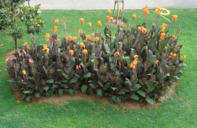 Un feuillage spectaculaire et des fleurs d'un orange éclatant