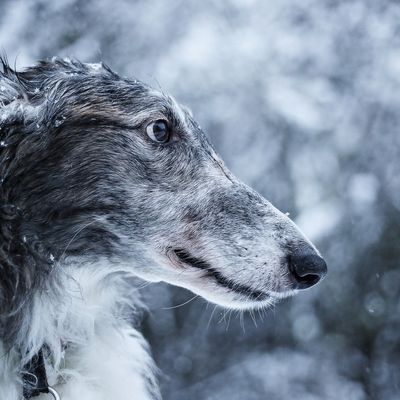 Neige 2021 * Snow 2021 #1