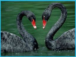 Black Swan