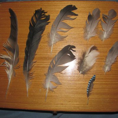 Collection: les plumes d'oiseaux