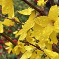 Le forsythia, un grand classique printanier