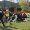 USHER VAINQUEUR DE LA COUPE REGIONALE D'AGILITY LAON 2008