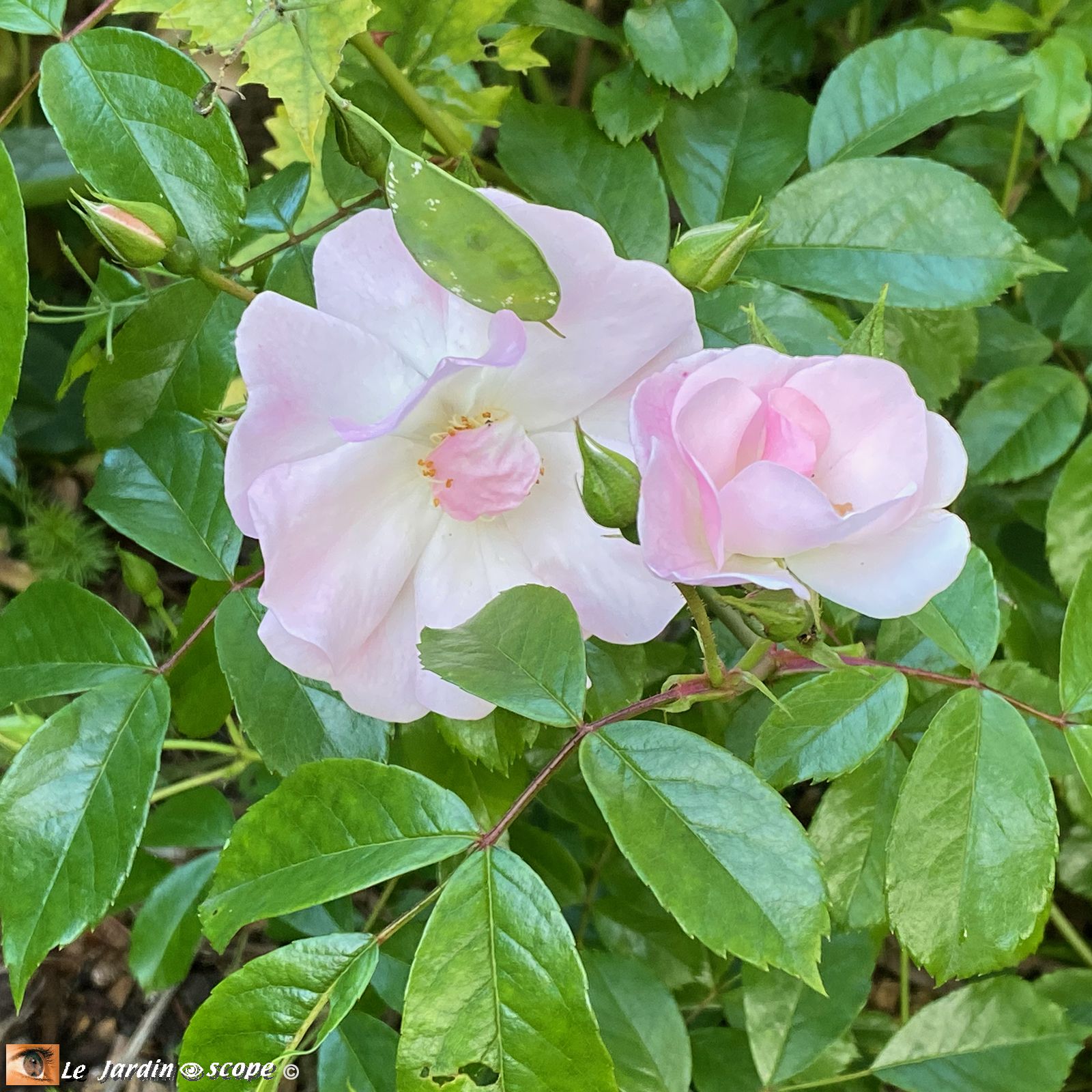 Rosier Rosée du Matin