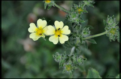 Petites fleurs ...