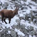 De neige et de roc : le domaine du bouquetin