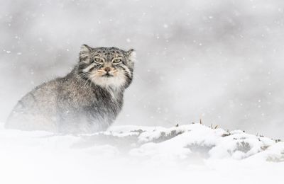 La Panthère des neiges: l'affut, une autre façon de renaître au monde? 