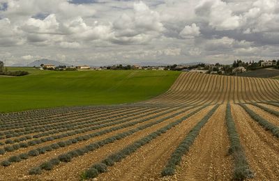 Valensole - Avril 2015