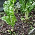 Potager en isère ... quelques photos prises ce jour.