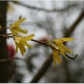 Fleurs d'hiver ...