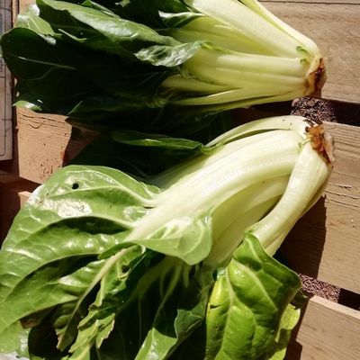 Un panier tout en verdure ! 