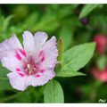 Fleurs de mon jardin 06