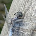 Orthetrum cancellatum (Linnaeus, 1758)