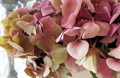 Couleurs du jardin