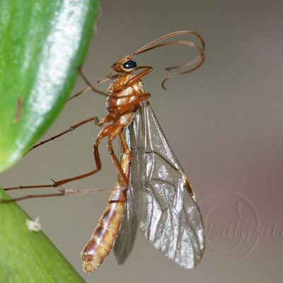Ophion luteus (Ophion jaune)