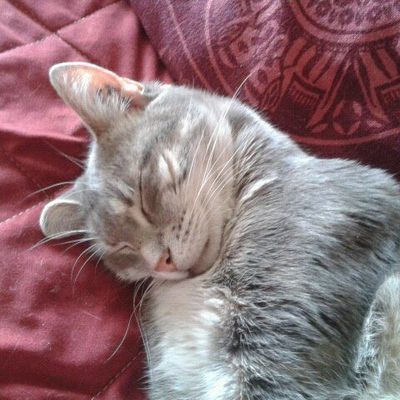 Mes compagnons de route... :)