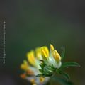 Griffe de chat * Kidney vetch